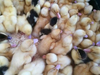 High angle view of ducklings at farm