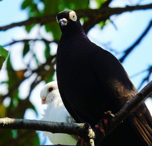 Low angle view of birds perching on branch