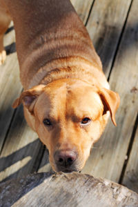 Close-up portrait of dog