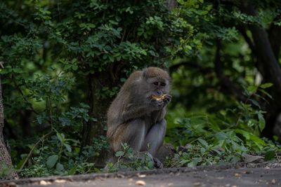 Monkey in a forest