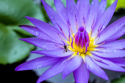 Close-up of bee on purple flower