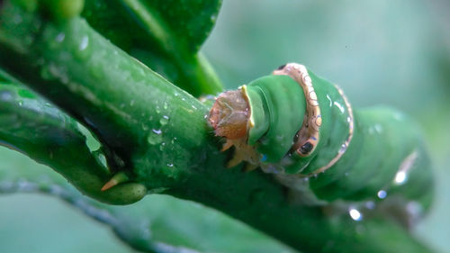 Close-up of snail on leaf