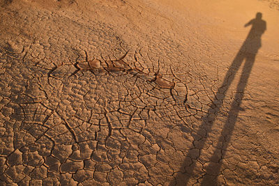 Full frame shot of sand dune in desert