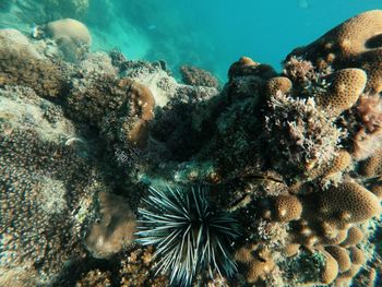 Close-up of coral in sea