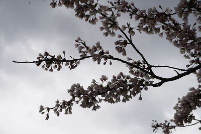 Low angle view of flowering tree against sky