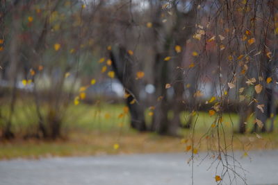 Close-up of plants against trees during autumn