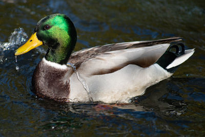 Close-up of mallard duck swimming in lake