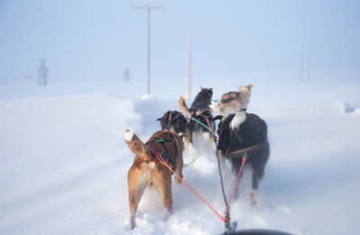 A beautiful husky dog team pulling a sled in beautiful norway morning scenery. 