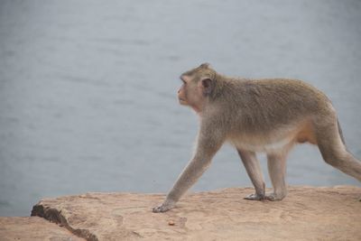 Side view of a monkey on rock