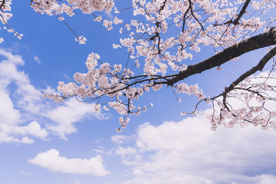 Low angle view of tree against sky