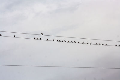 Low angle view of birds perching on cable against sky