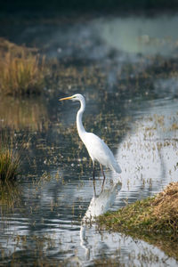 White heron in lake