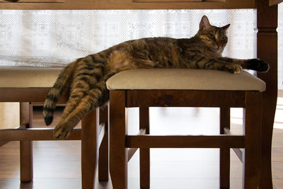 Cat resting on table