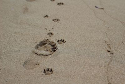 High angle view of footprints on sand at beach