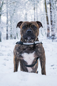 Portrait of dog standing on snow field