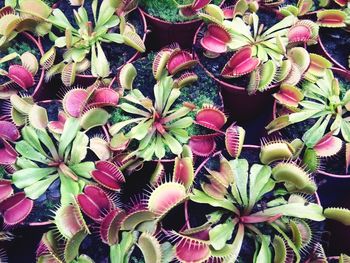 High angle view of potted plants