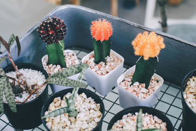 High angle view of potted plants on table