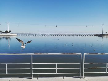 Birds flying over sea against clear blue sky