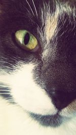 Close-up portrait of cat