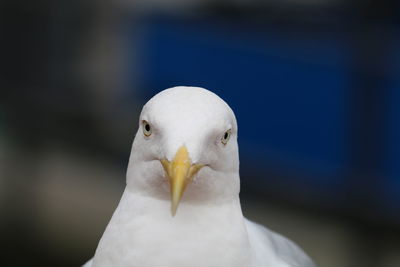 Close-up portrait of seagull