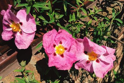 Close-up of pink flower