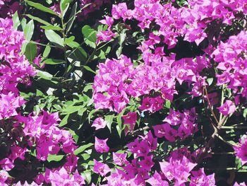 Full frame shot of pink flowers