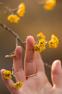 Close-up of hand holding yellow flower