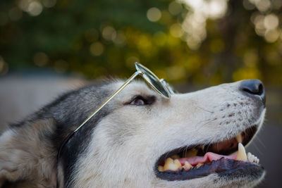 Close-up of dog with sunglasses looking away