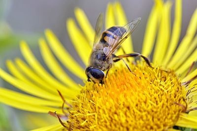 Close-up of insect on yellow flower