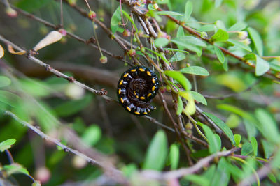 Spotted bug hangging on small branch