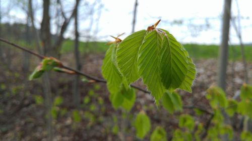 Close-up of insect on plant