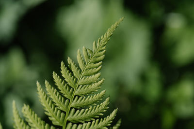 Athyrium filix-femina on a natural green background.