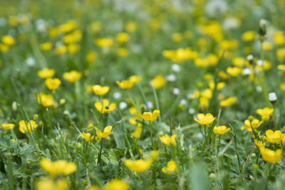 Close-up of yellow flowers growing on field