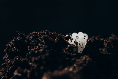 Close-up of cake against black background