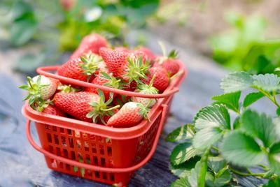 Close-up of fruits in basket