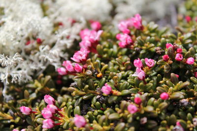 Close-up of pink flowering plants