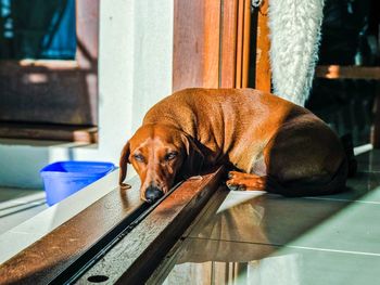 Portrait of dog relaxing on floor in sun