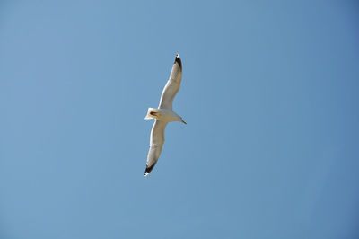 White seagull against blue sky