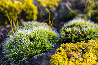 Close-up of cactus plant growing on field