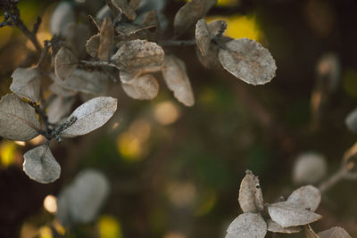 Eucalyptus plant branches. natural background. 