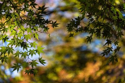 Close-up colorful fall foliage in sunny day. beautiful autumn landscape background