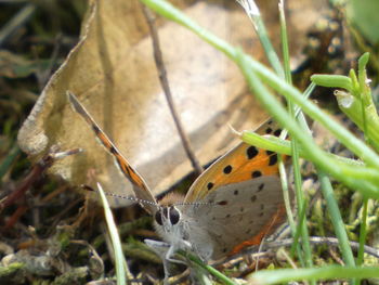 Close-up of butterfly on leaf
