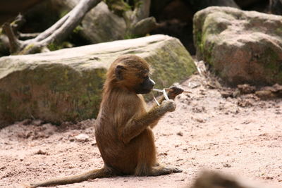 Monkey on rock