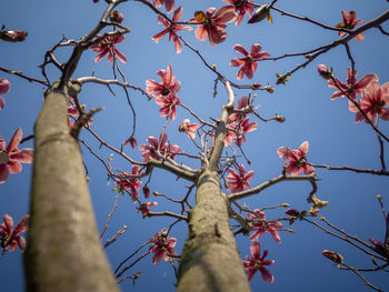 Low angle view of cherry blossom against sky