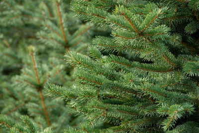 Close-up of pine tree