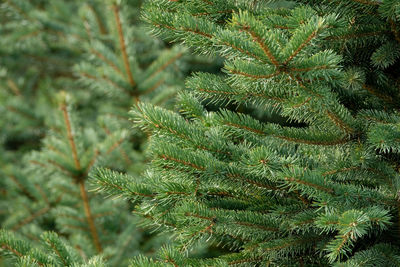 Close up view  green christmas trees with warm  morning sunlight. decorate special family holiday.