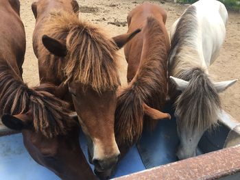 High angle view of horse standing outdoors