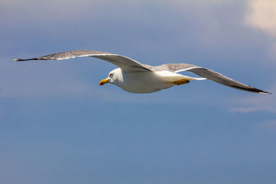 Low angle view of seagull flying