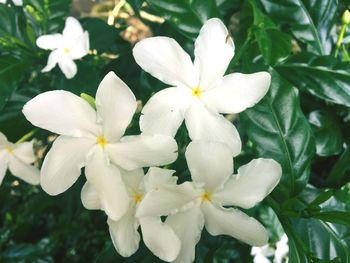 Close-up of white flowers blooming outdoors