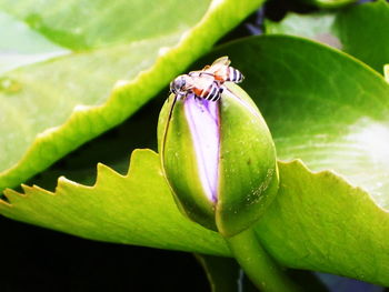 Close-up of insect on flower